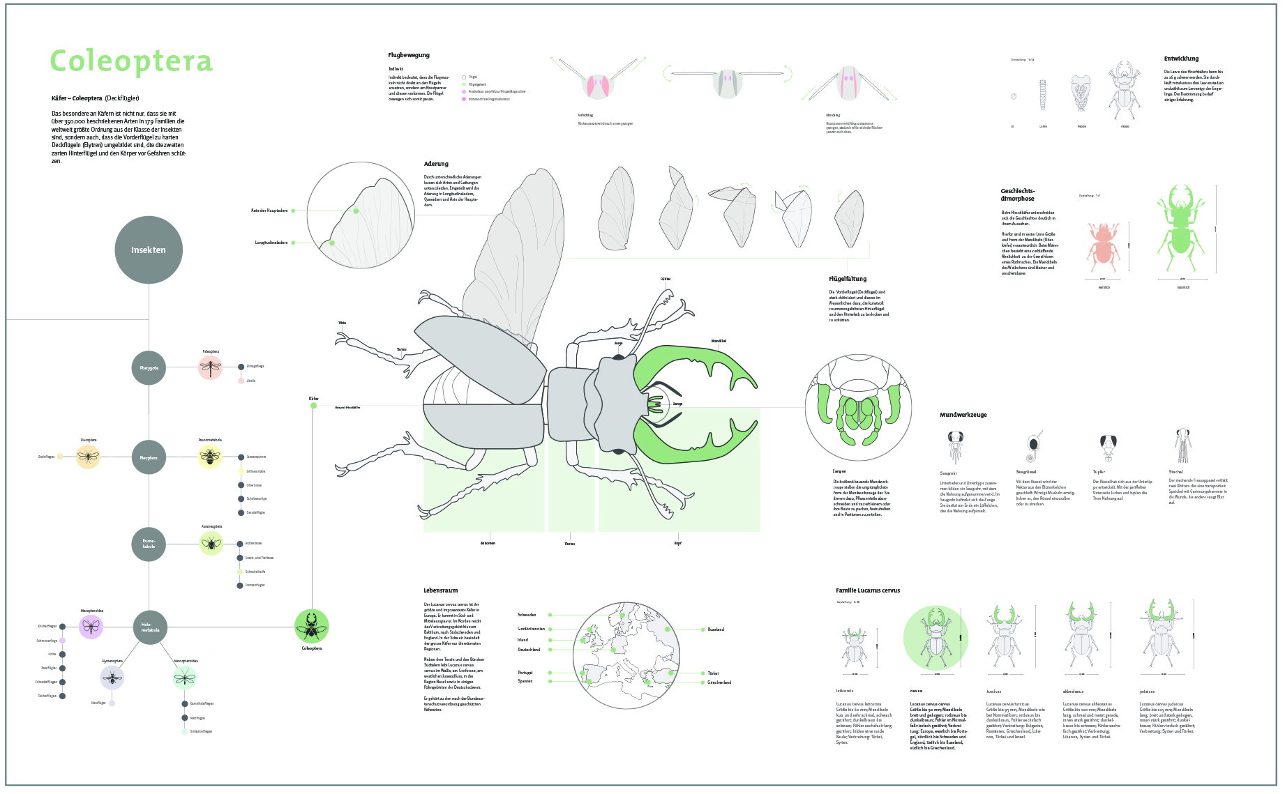 Poster Stag Beetle